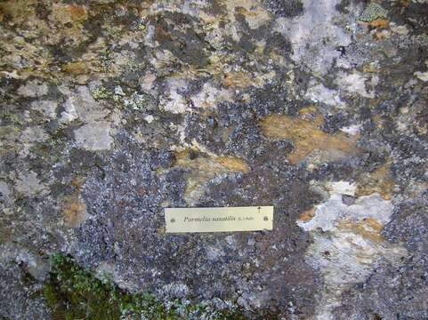 Image of shield lichen