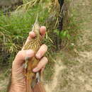 Plancia ëd Xiphorhynchus guttatus guttatoides (Lafresnaye 1850)