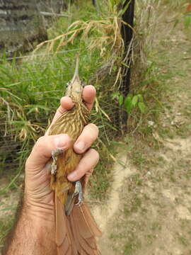 Plancia ëd Xiphorhynchus guttatus guttatoides (Lafresnaye 1850)