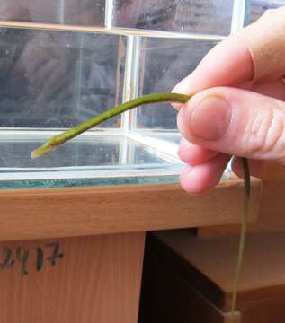 Image of Straightnose Pipefish