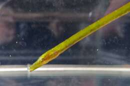 Image of Straightnose Pipefish