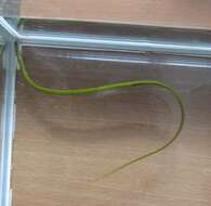 Image of Straightnose Pipefish