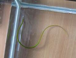 Image of Straightnose Pipefish