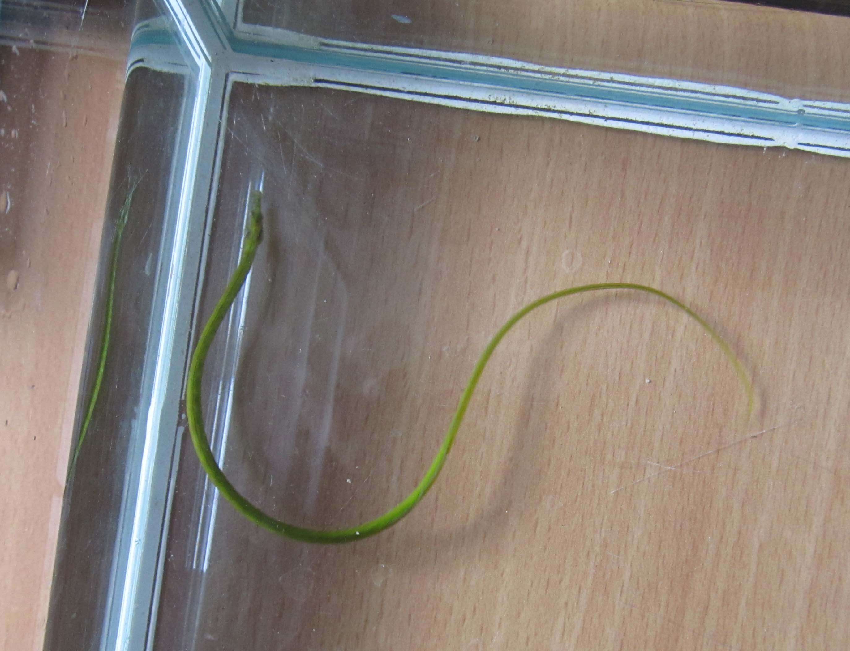 Image of Straightnose Pipefish