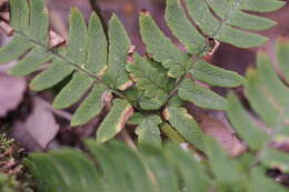 Image de Dryopteris lacera (Thunb.) Ktze.