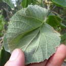 Imagem de Abutilon grandifolium (Willd.) Sweet