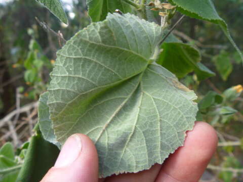 Image of hairy Indian mallow