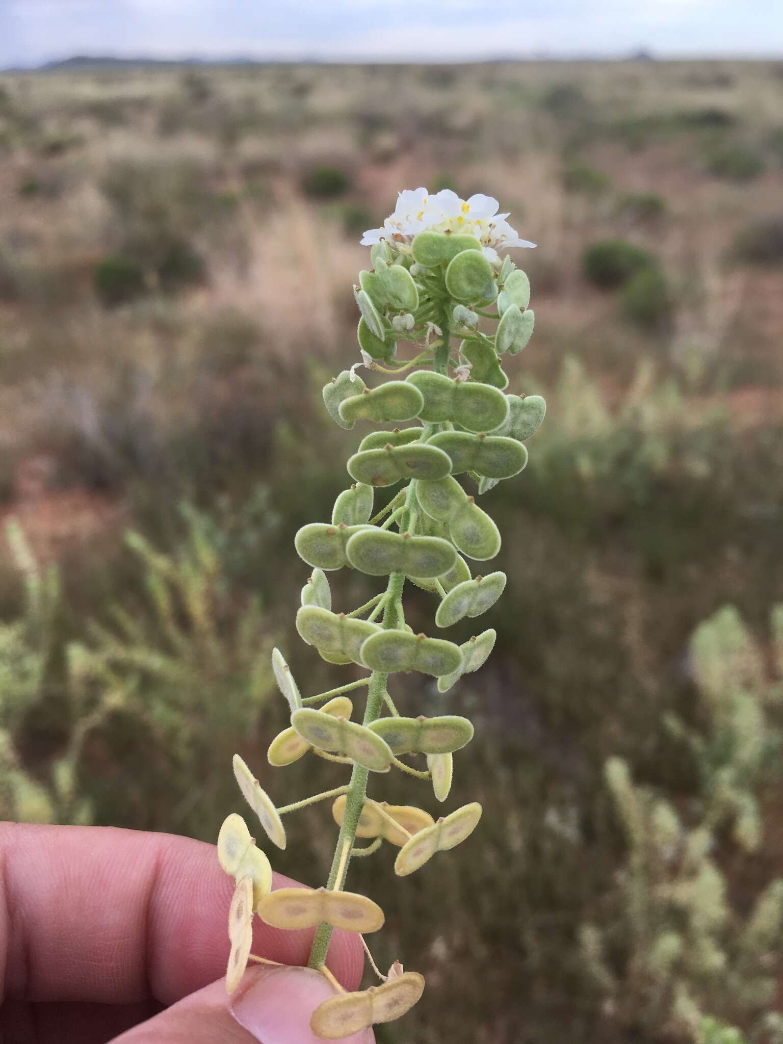 Image of Dimorphocarpa wislizenii (Engelm.) Rollins