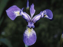Image of Virginia iris