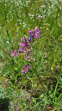 Oxytropis knjazevii resmi