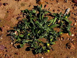 Image of Cleretum papulosum subsp. papulosum