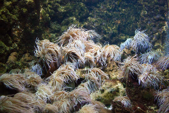 Image of Snakelocks anemone