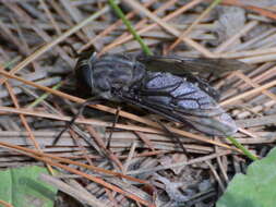 Image of Tabanus catenatus Walker 1848