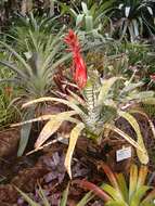 Image of Aechmea chantinii (Carrière) Baker