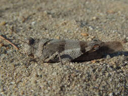 Image of blue-winged grasshopper