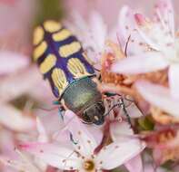 Sivun Castiarina malleeana (Carter 1931) kuva