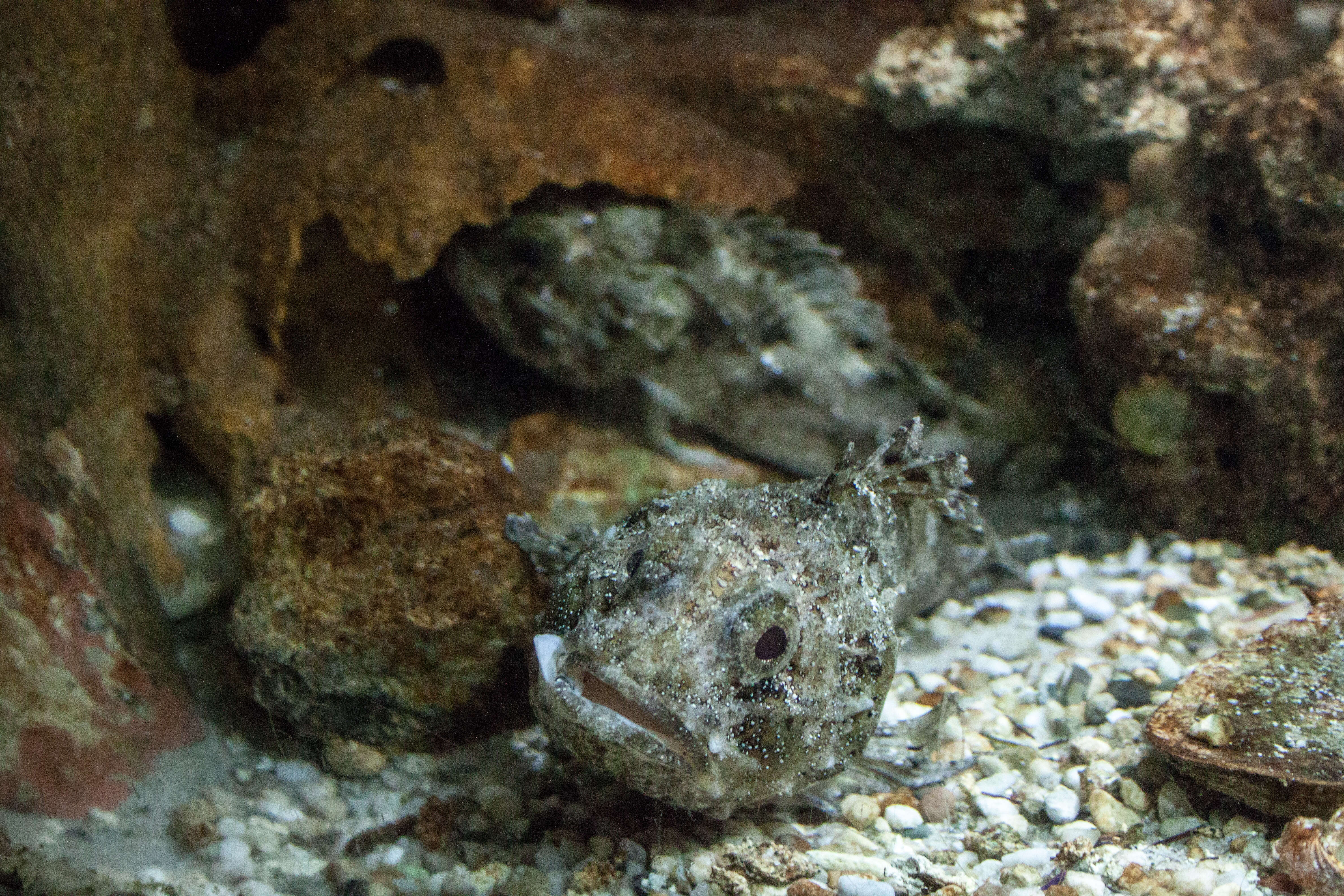 Image of Black Scorpion-fish