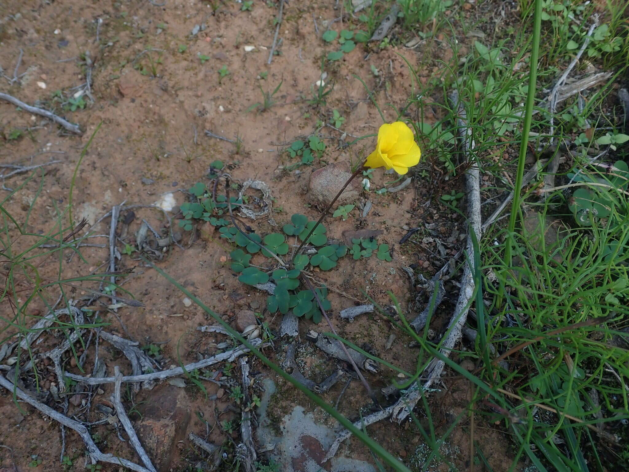 Sivun Oxalis dilatata L. Bolus kuva