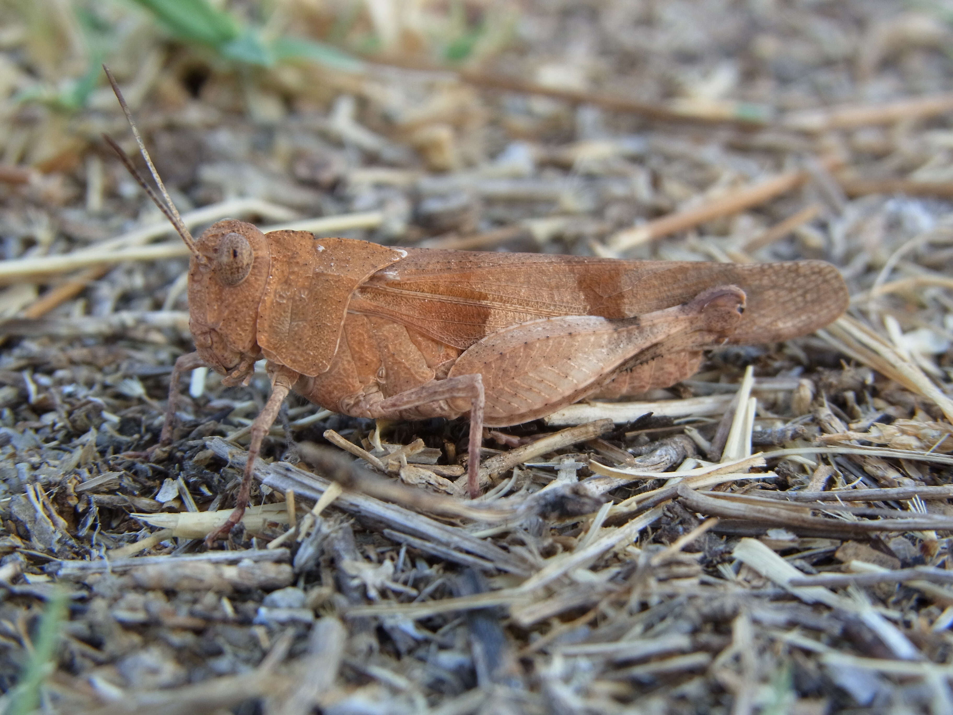 Image of blue-winged grasshopper