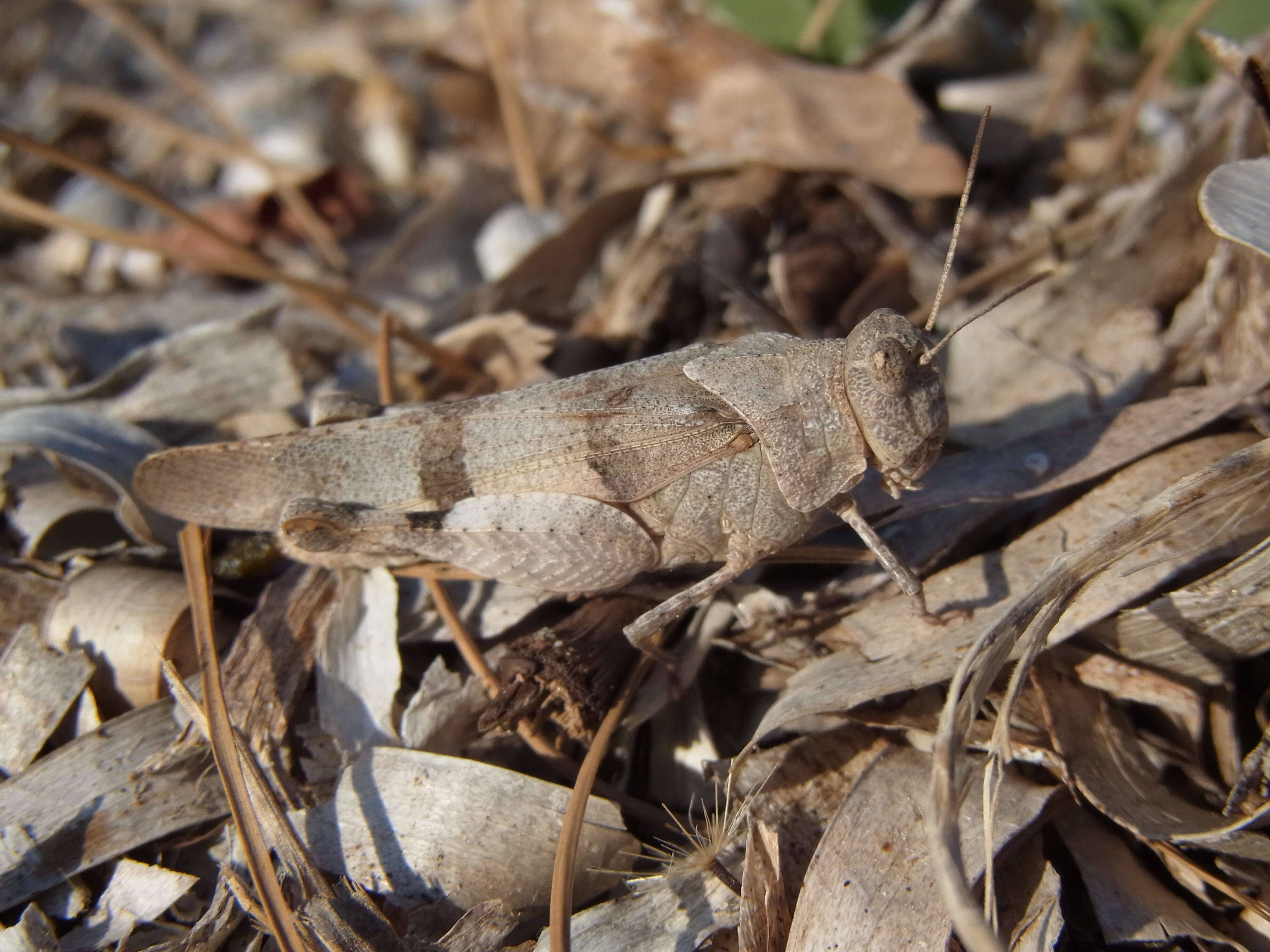 Image of blue-winged grasshopper