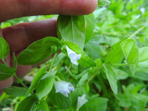 Sivun Scutellaria bolanderi A. Gray kuva