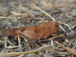 Image of blue-winged grasshopper