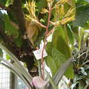 Image of Aechmea rubens (L. B. Sm.) L. B. Sm.