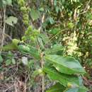 Image of Orfilea multispicata (Baill.) G. L. Webster