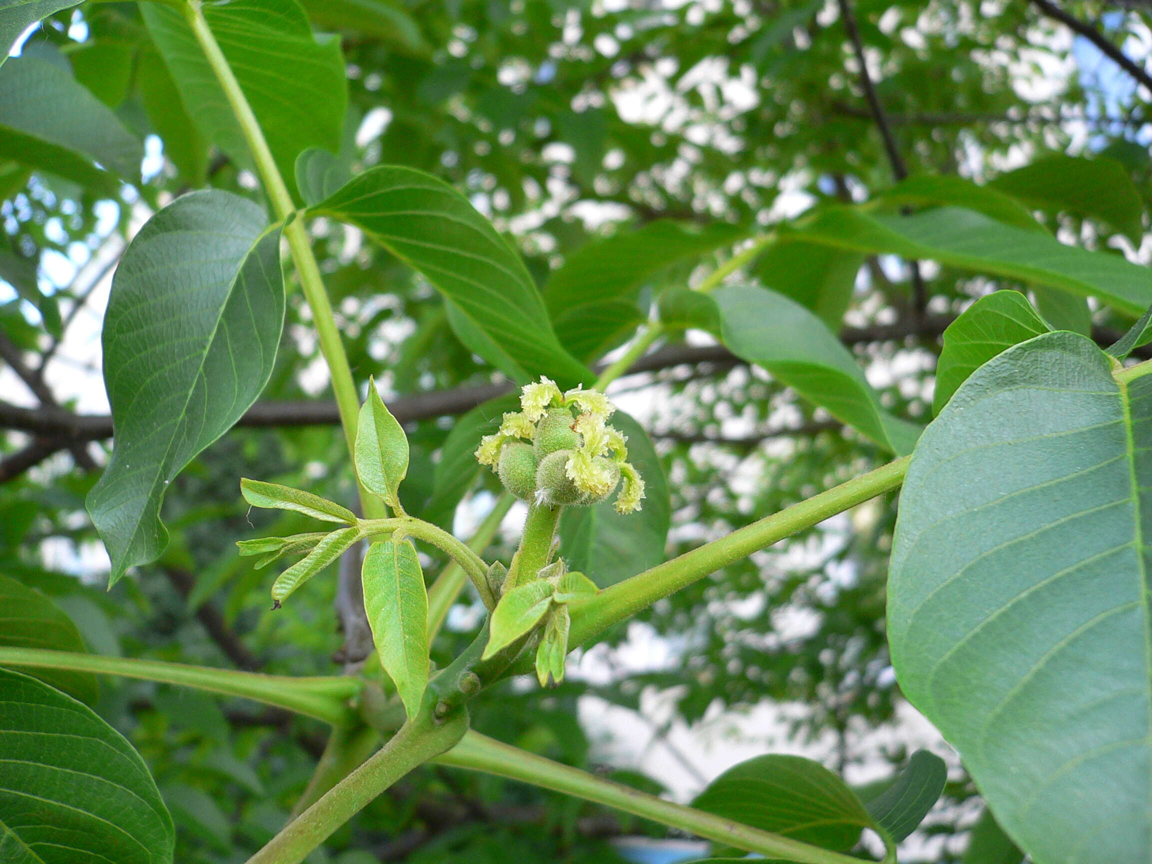 Image of Common walnut