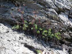 Image of Aquilegia tuvinica I. M. Vassiljeva