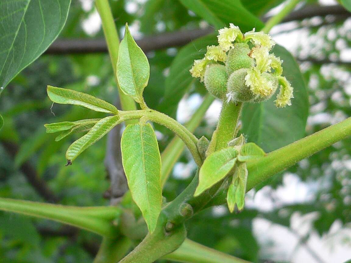 Image of Common walnut