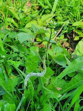 Image of Hyaloperonospora parasitica