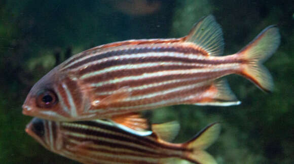 Image of Red Striped Squirrelfish