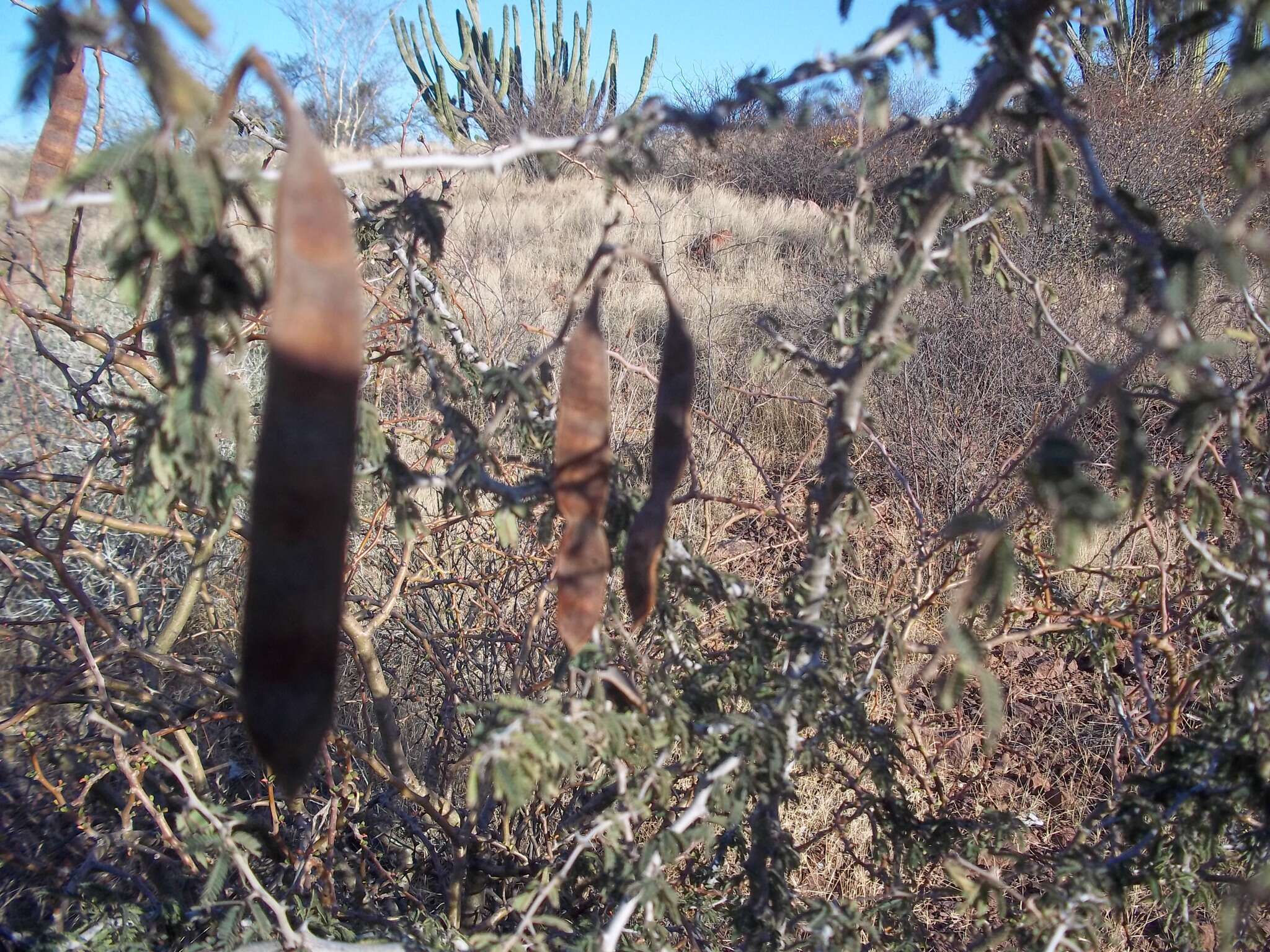 Image of Havardia sonorae (S. Watson) Britton & Rose