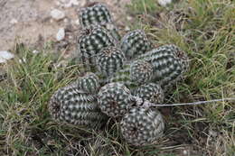 Image of Echinocereus reichenbachii var. perbellus (Britton & Rose) L. D. Benson