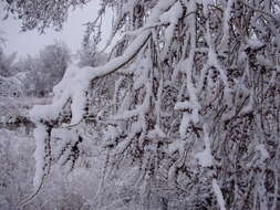 Image of Siberian Elm