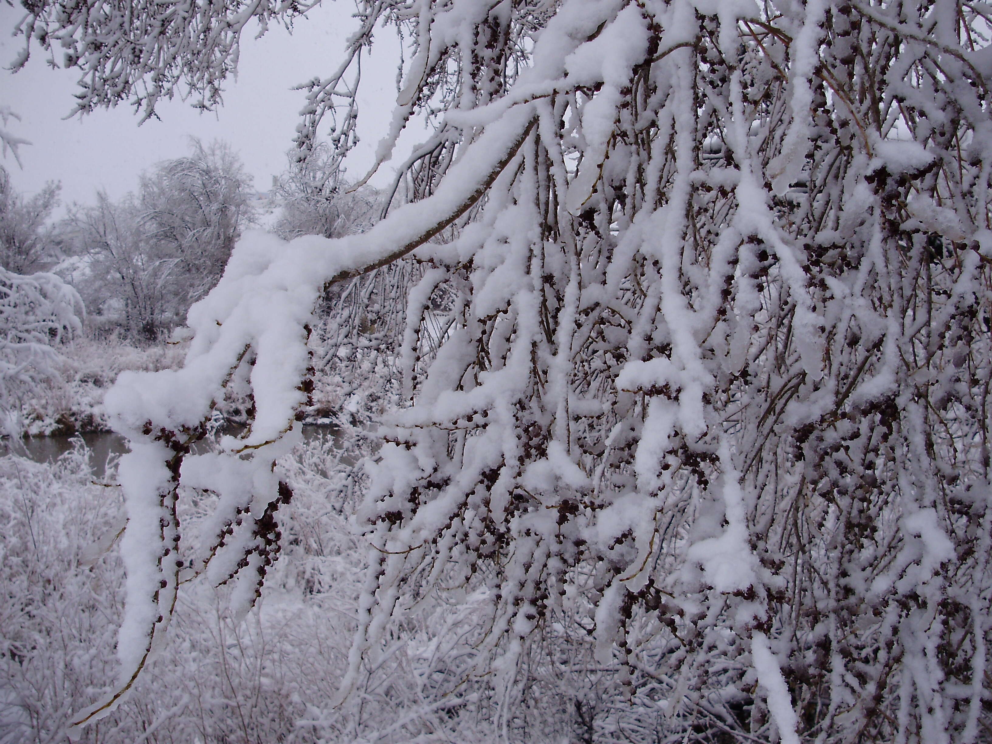 Image of Siberian Elm