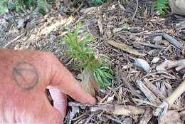 Image of Fortune's Yew Plum