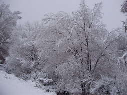 Image of Siberian Elm