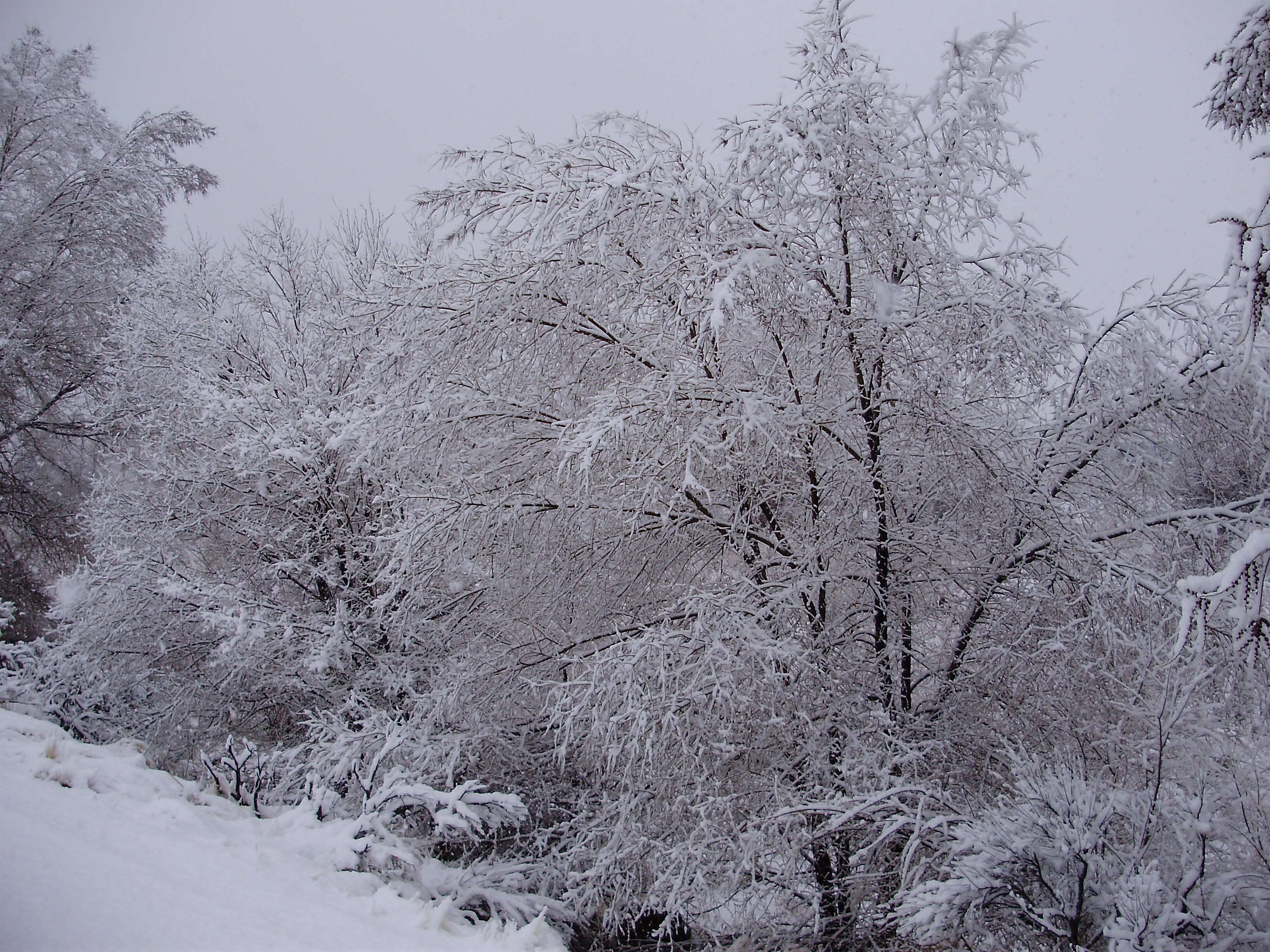 Image of Siberian Elm