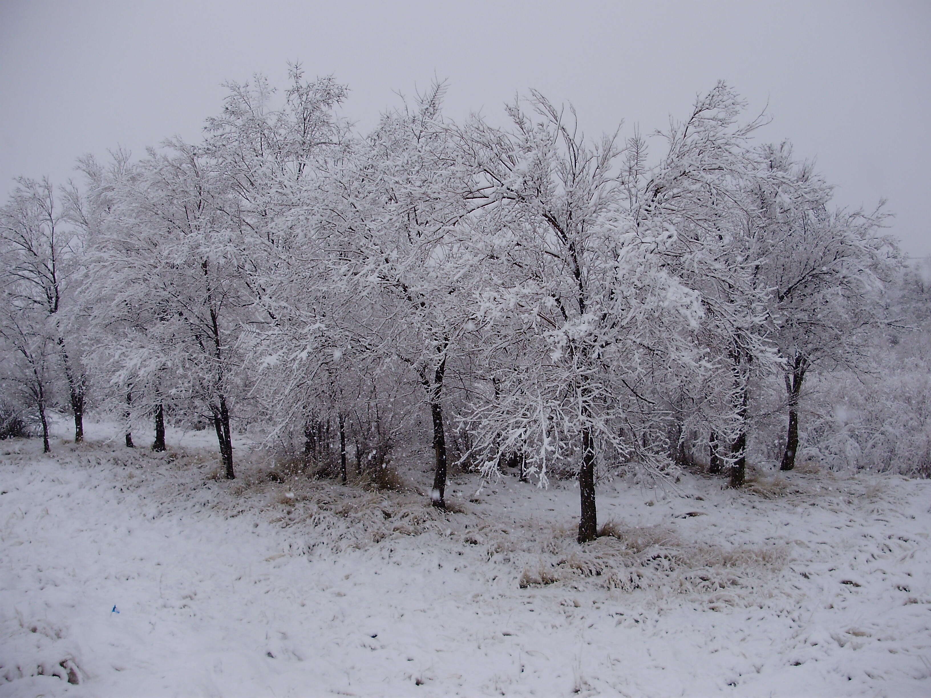 Image of Siberian Elm