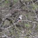 Image of Grey-crested Helmet Shrike