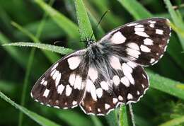 Image of marbled white