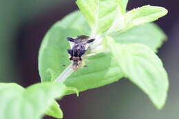 Imagem de Phymata fasciata mystica Evans 1931