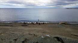 Image of Imperial Shag