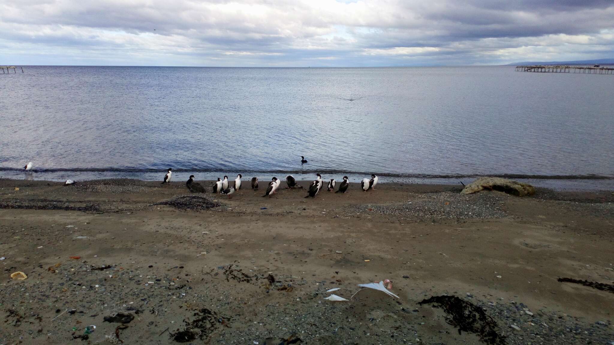 Image of Imperial Shag