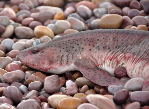 Image of Nursehound