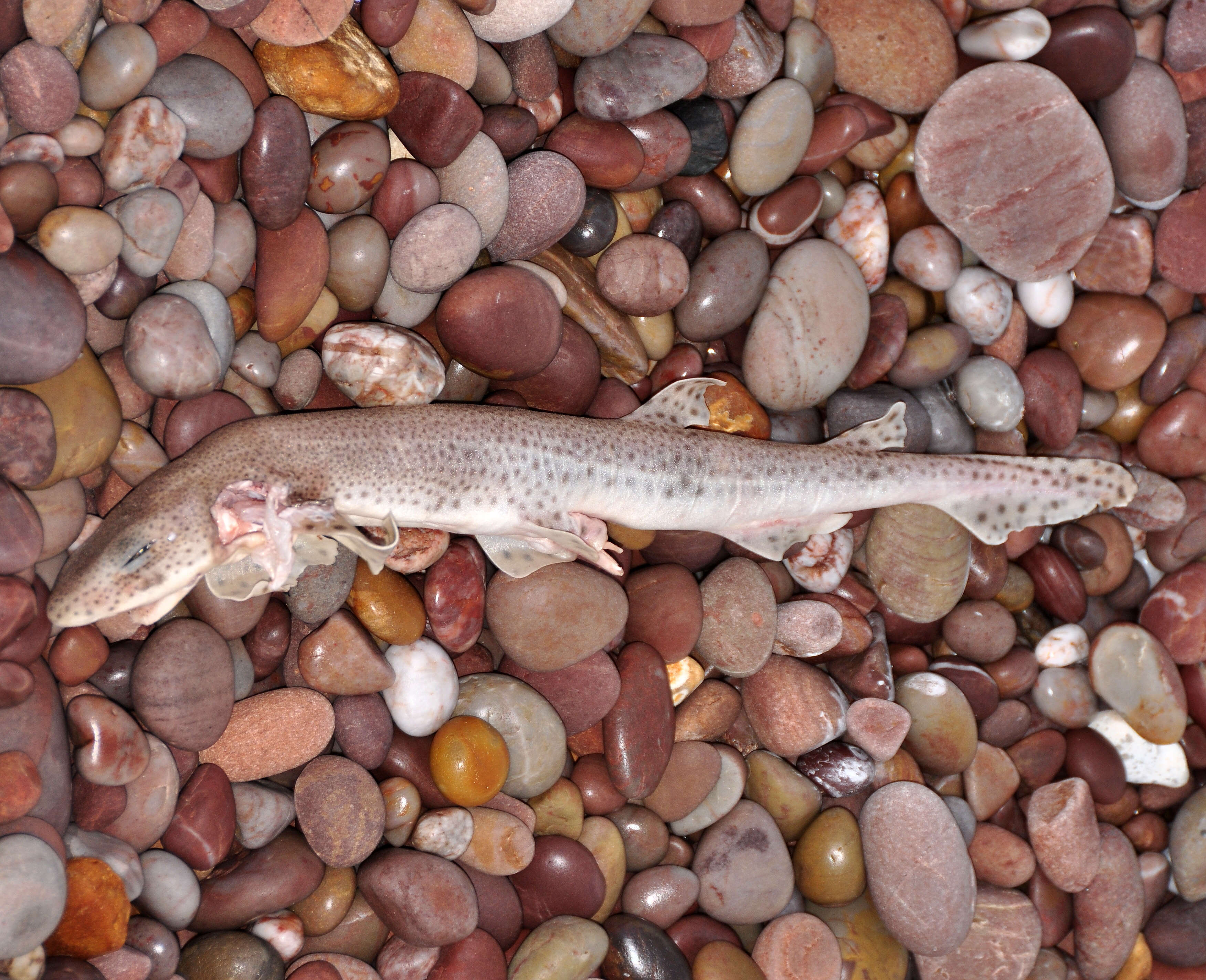 Image of Lesser Spotted Dogfish