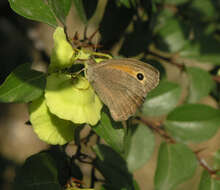 Image of Hyponephele lupinus Costa 1836