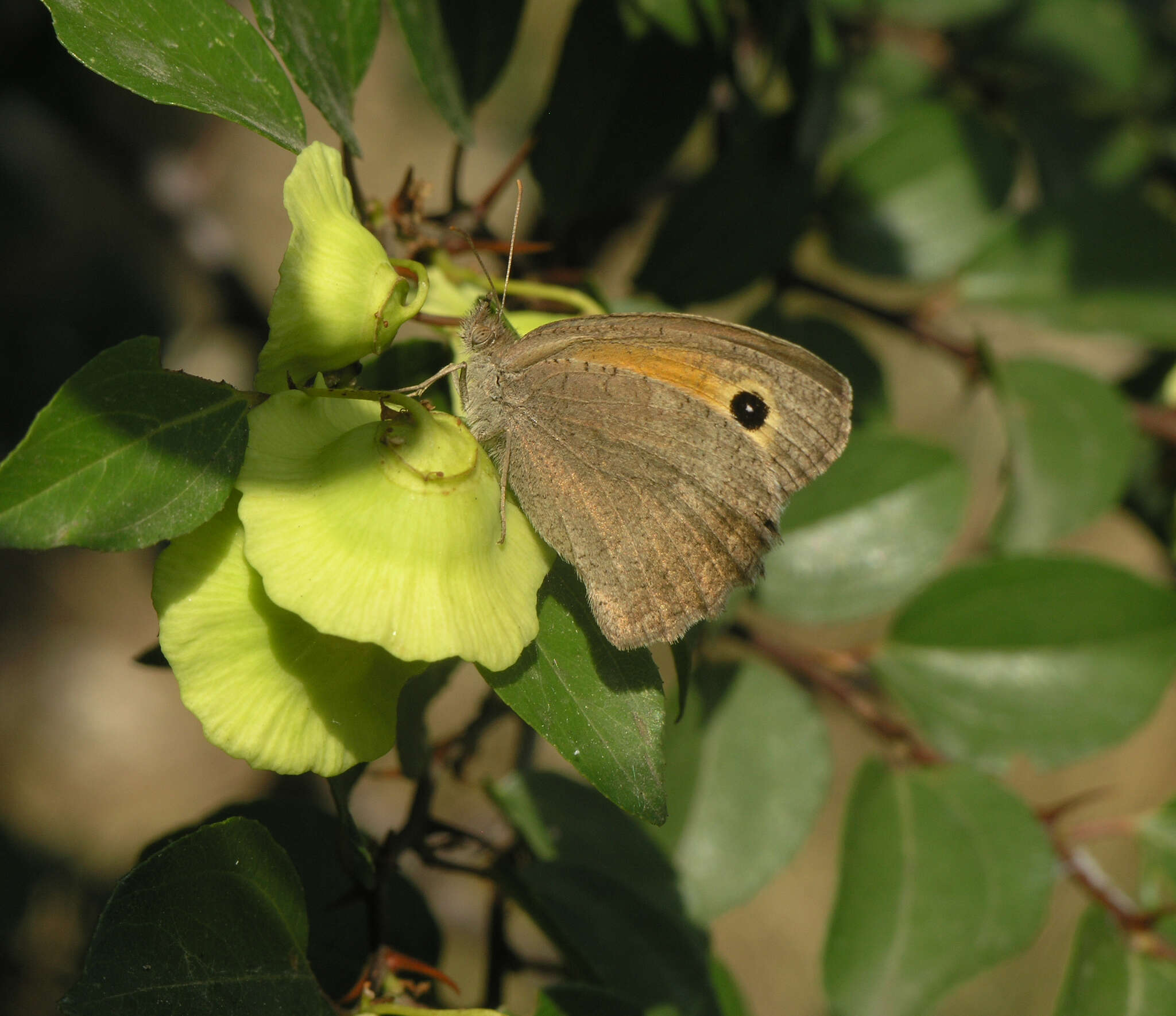 Image of Hyponephele lupinus Costa 1836